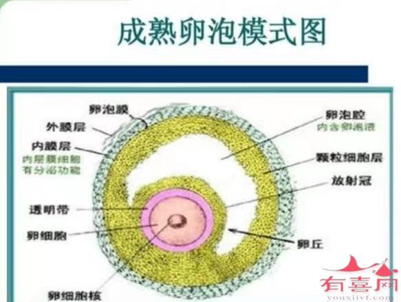 成熟卵泡模式图