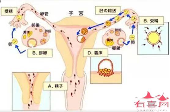 受精卵着床示意图