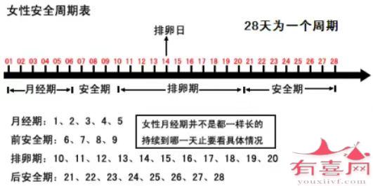 什么是安全期和排卵期