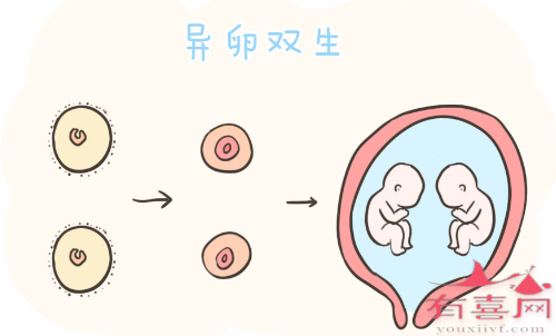 异卵双胞胎的形成