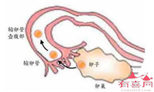 输卵管是卵子的重要运输管道