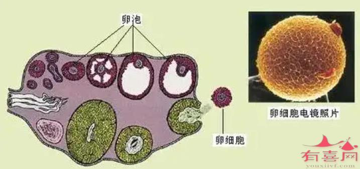 卵泡示意图