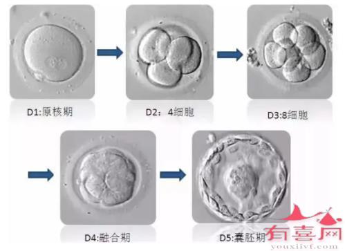 4cb囊胚质量好吗