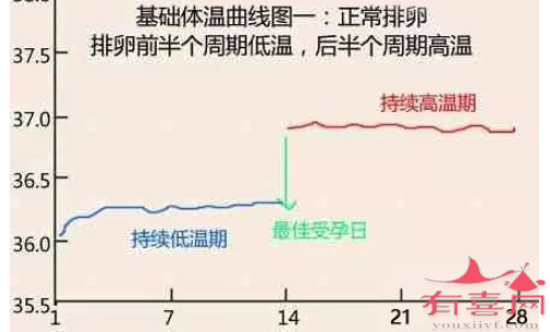 基础体温预测排卵