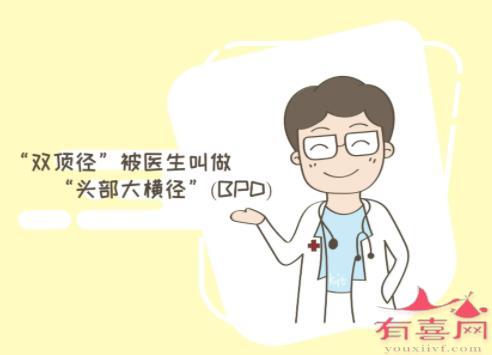 双顶径又称BPD