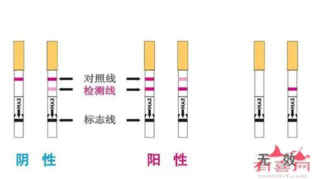 验孕结果示意图