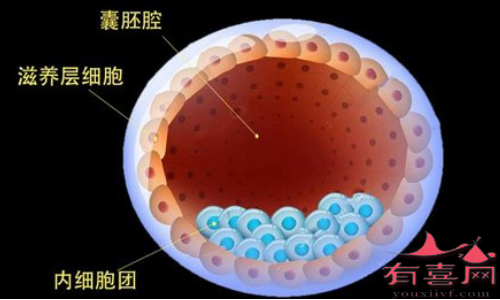 移植一个囊胚最晚几天着床