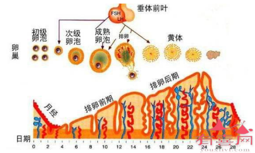 子宫内膜增厚是什么原因造成的