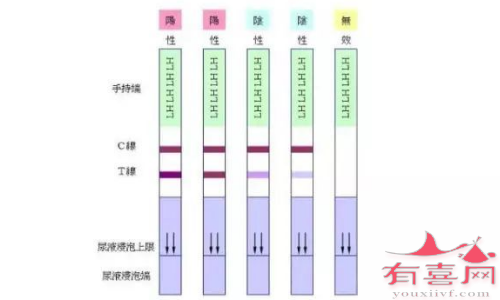 观察试纸结果要看T线