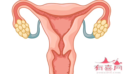 切除子宫会不会影响卵巢功能