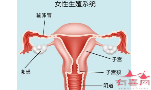 盆腔积液抽取治疗方法不能治本