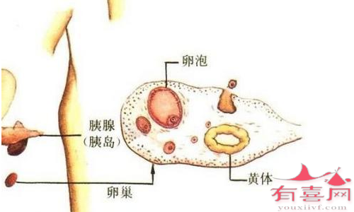 影响卵巢功能和卵泡的发育