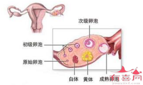 黄体功能不足的症状该如何调理，一起看看