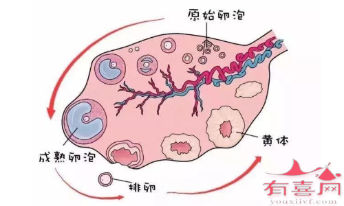 排卵的时候会有什么感觉