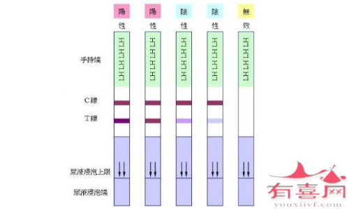 排卵试纸一直强阳的原因