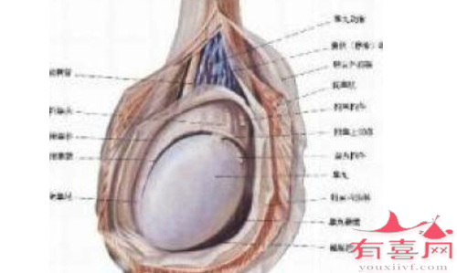 睾丸发育不良的有哪些表现