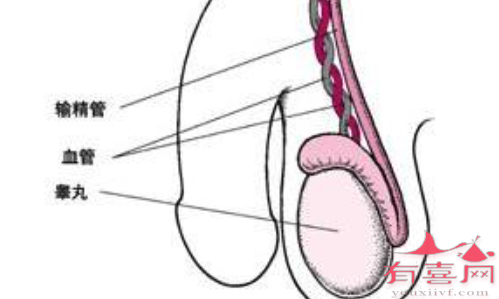 输精管堵塞的10个征兆有哪些