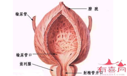 维持生殖泌尿系的卫生