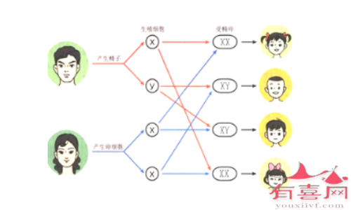 男性Y染色体精子与卵子结合则生孩子