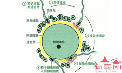 精子和卵子的结果过程