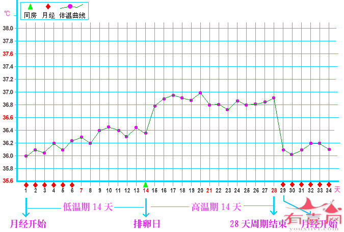 有正常排卵的曲线图